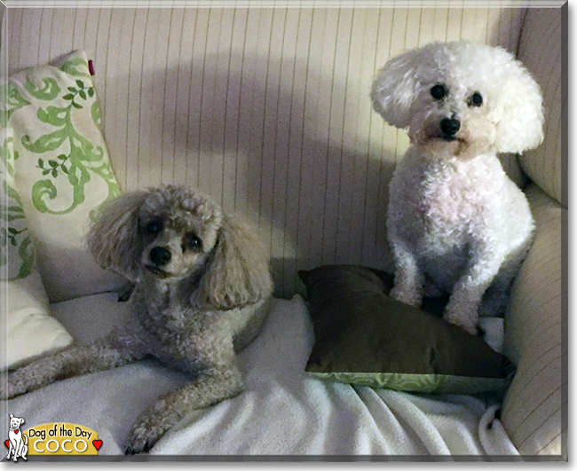 Coco the Miniature Poodle, the Dog of the Day