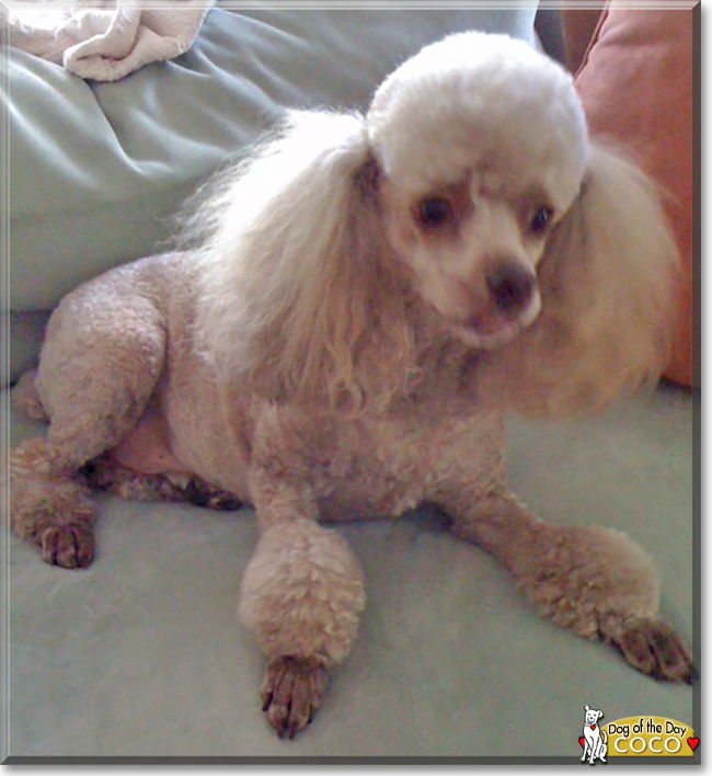Coco the Miniature Poodle, the Dog of the Day