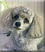 Coco the Miniature Poodle