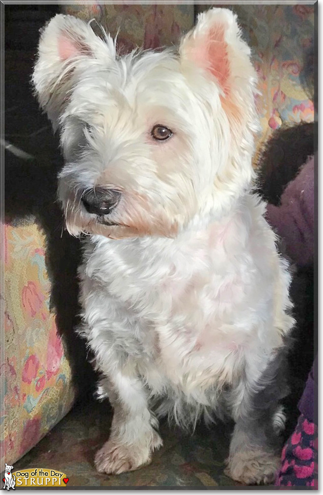 Struppi the West Highland White Terrier, the Dog of the Day