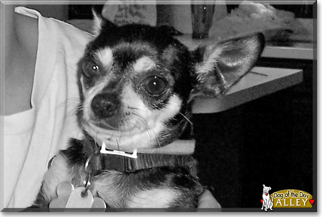 Alley the Chihuahua, the Dog of the Day