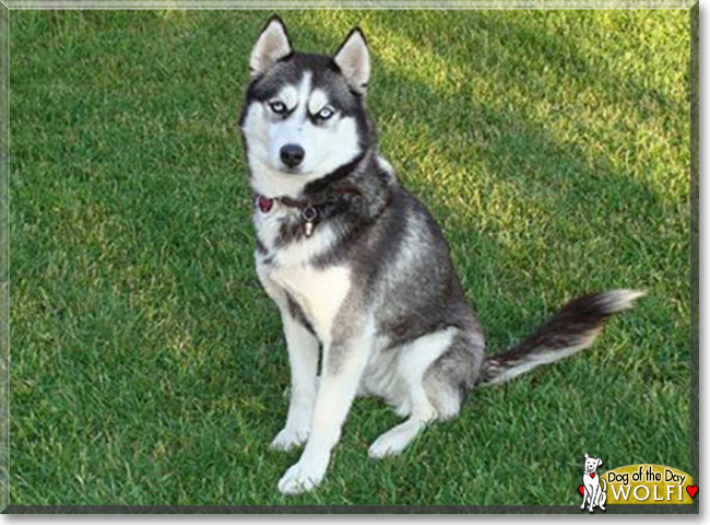 Wolfi the Husky, the Dog of the Day