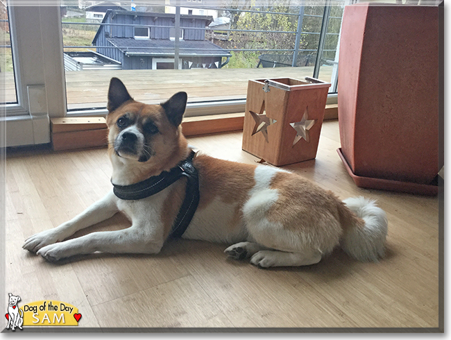Sam the Akita Inu, the Dog of the Day