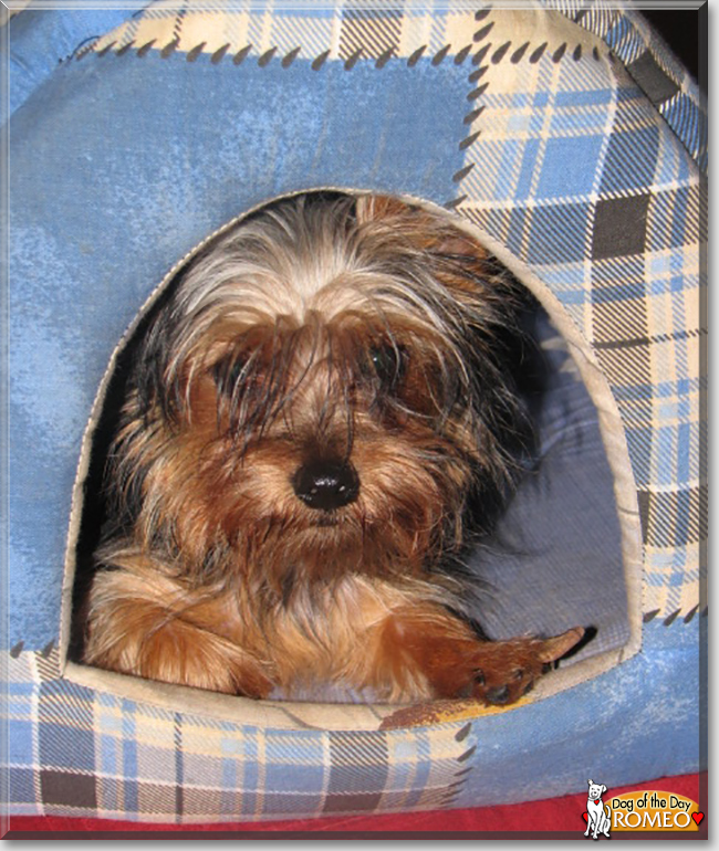 Romeo the Yorkshire Terrier , the Dog of the Day