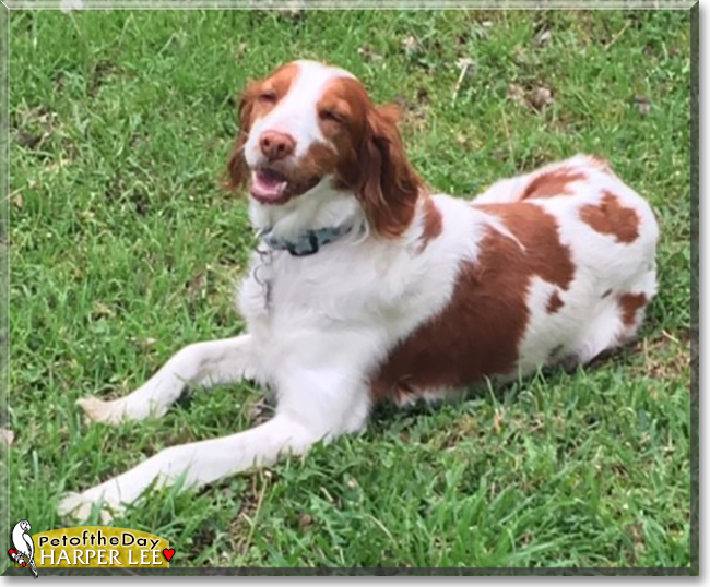 Harper Lee the Brittany Spaniel, the Dog of the Day