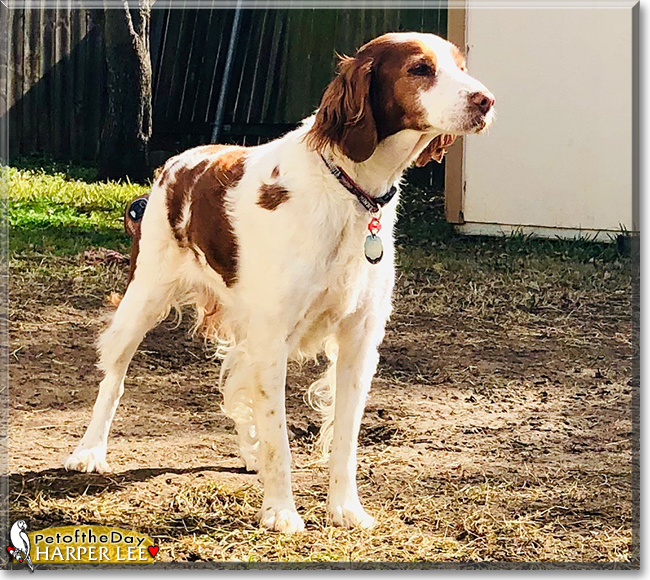 Harper Lee the Brittany Spaniel, the Dog of the Day