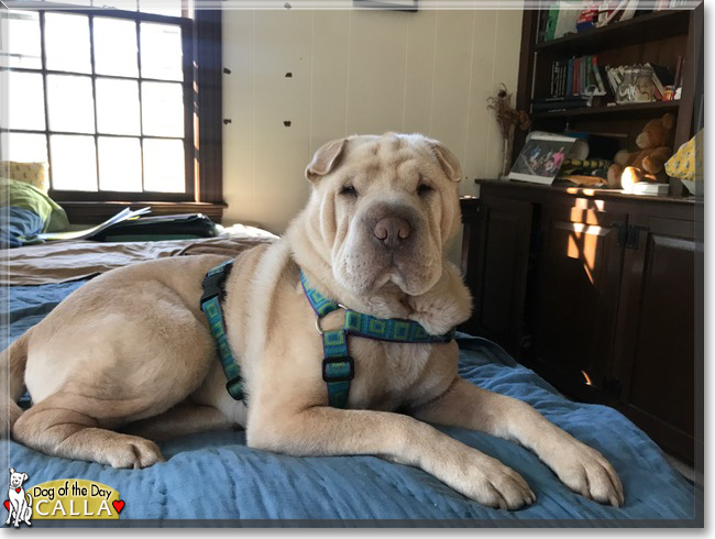 Calla the Shar Pei, the Dog of the Day