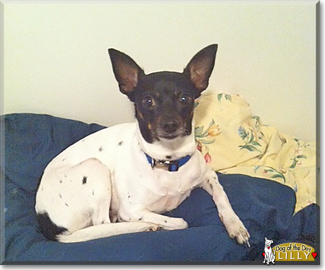 Lilly the Chihuahua/Rat Terrier mix, the Dog of the Day