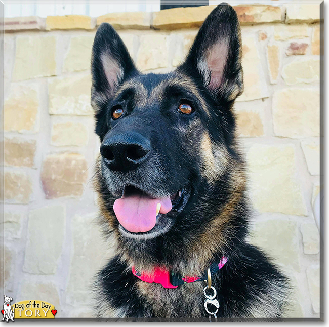 Tory the German Shepherd Dog, the Dog of the Day