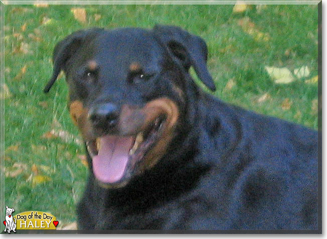 Haley the Rottweiler, the Dog of the Day
