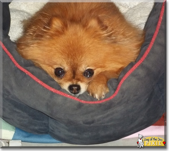 Pixie the Pomeranian, the Dog of the Day
