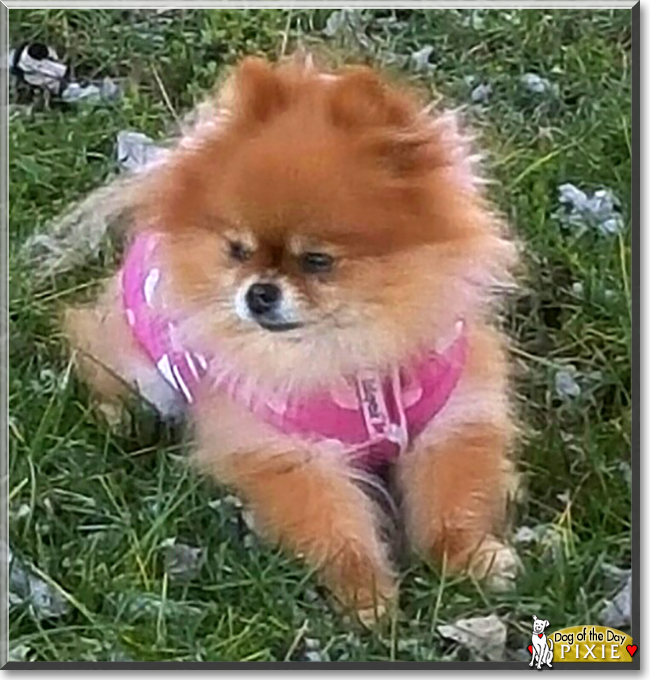 Pixie the Pomeranian, the Dog of the Day