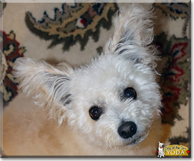 Yoda the Bichon Frise mix, the Dog of the Day
