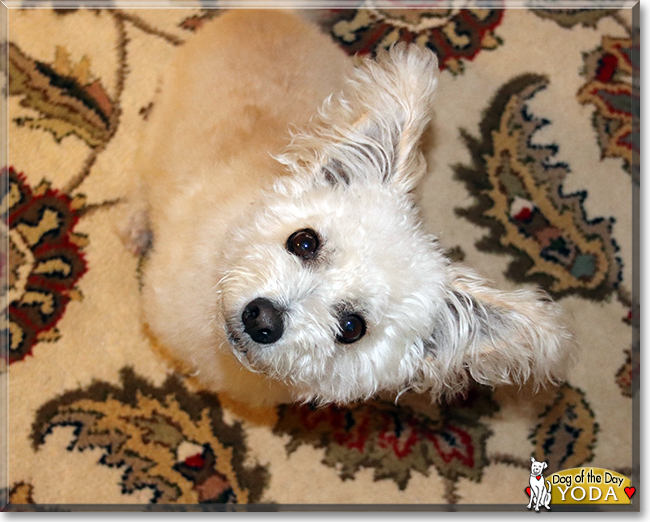 Yoda the Bichon Frise mix, the Dog of the Day