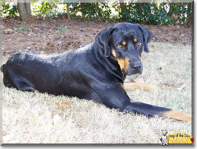 Max the Black and Tan Coonhound, the Dog of the Day