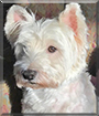 Struppi the West Highland White Terrier