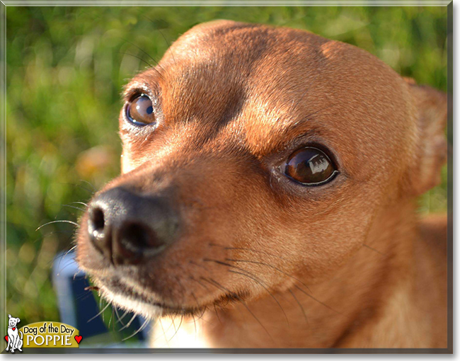 Poppie the Chihuahua mix, the Dog of the Day