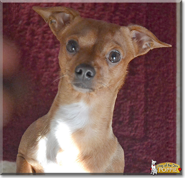 Poppie the Chihuahua mix, the Dog of the Day