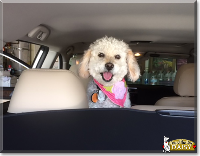 Daisy the Poodle mix, the Dog of the Day