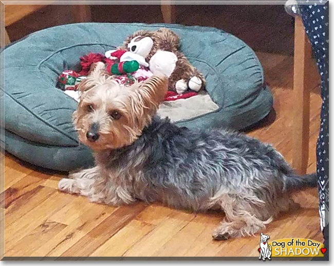Shadow the Australian Silky Terrier/Yorkshire Terrier mix, the Dog of the Day