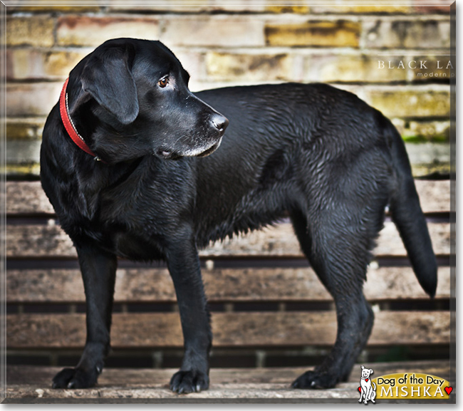 Mishka the Labrador Retriever, the Dog of the Day