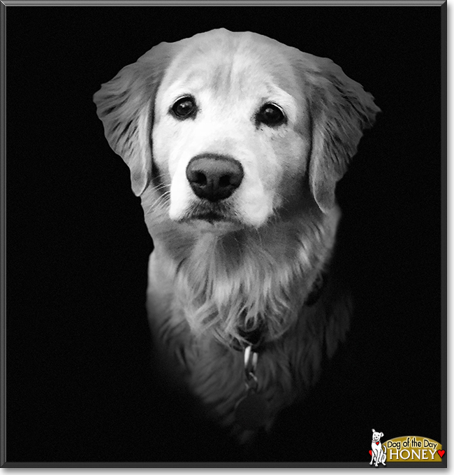 Honey the Golden Retriever mix, the Dog of the Day