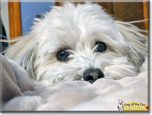 Winston the Lhasa Apso, Bichon Frise mix, the Dog of the Day