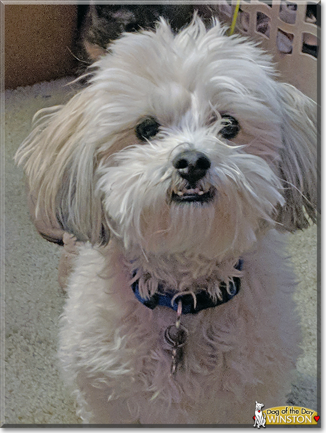 Winston the Lhasa Apso, Bichon Frise mix, the Dog of the Day