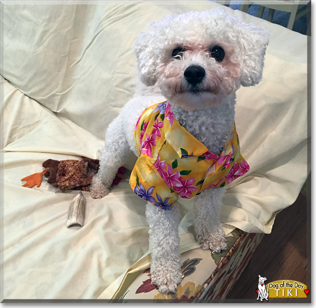 Tiki the Bichon Frise, the Dog of the Day