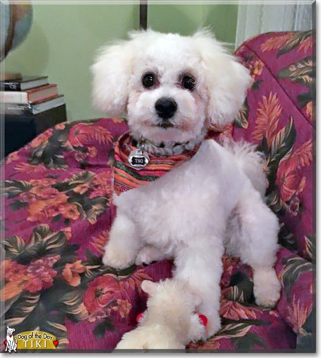 Tiki the Bichon Frise, the Dog of the Day