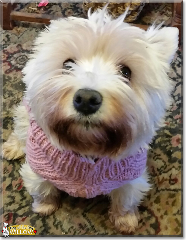 Willow the West Highland White Terrier, the Dog of the Day