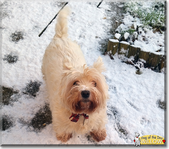 Willow the West Highland White Terrier, the Dog of the Day