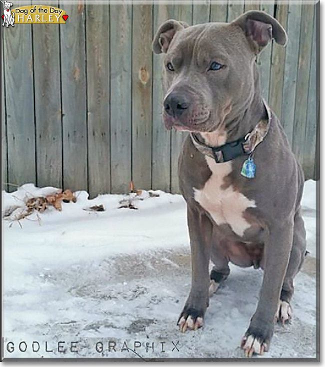 Harley the Pitbull Terrier, the Dog of the Day