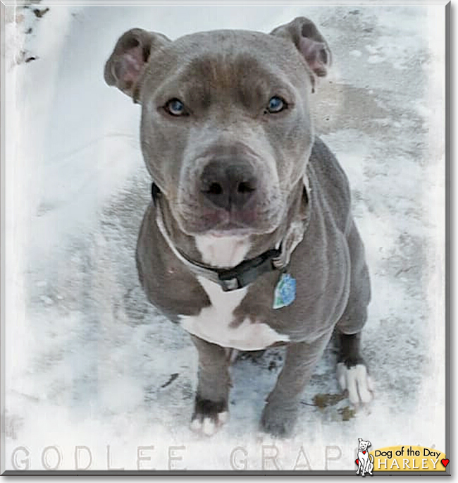 Harley the Pitbull Terrier, the Dog of the Day