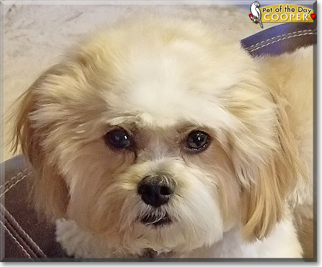 Cooper the Shih Tzu, Bichon Frise mix, the Dog of the Day