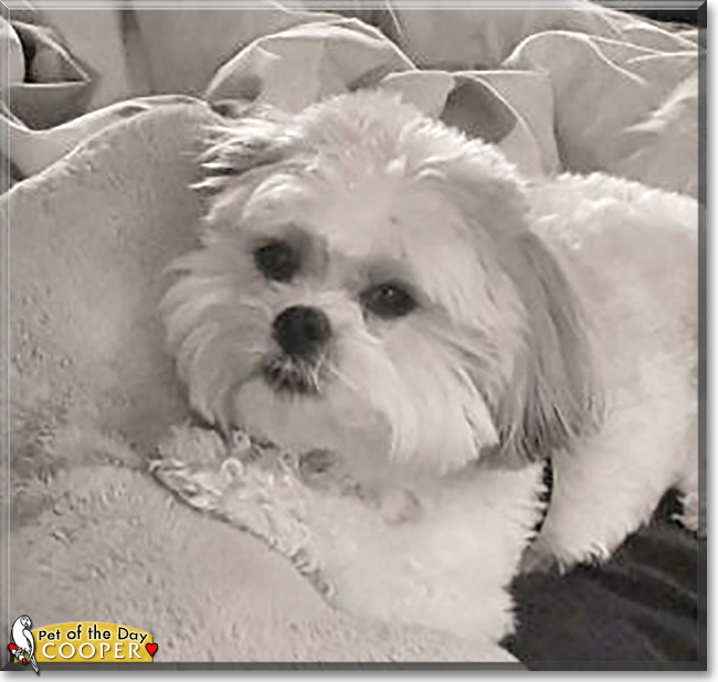 Cooper the Shih Tzu, Bichon Frise mix, the Dog of the Day