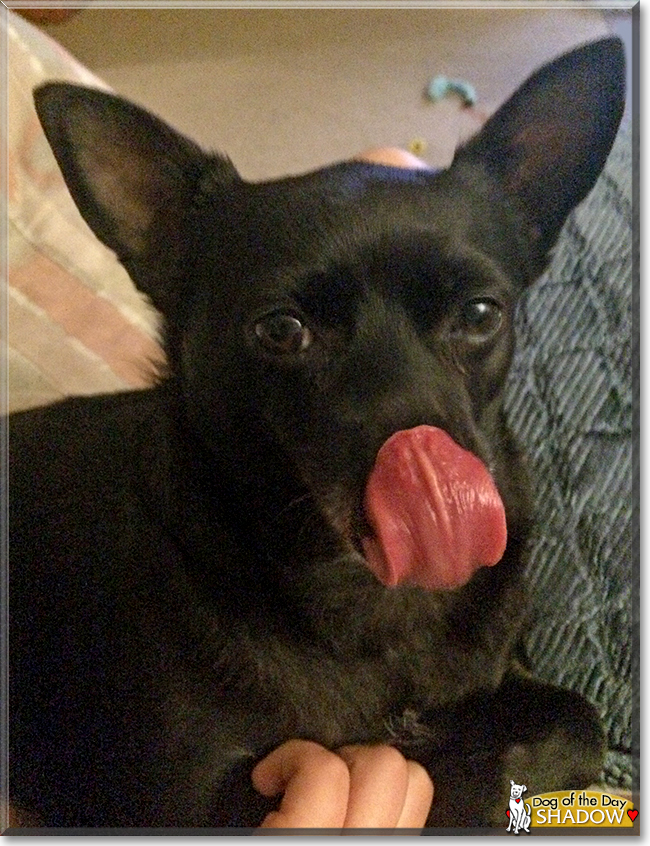 Shadow the Schipperke, Chihuahua mix, the Dog of the Day