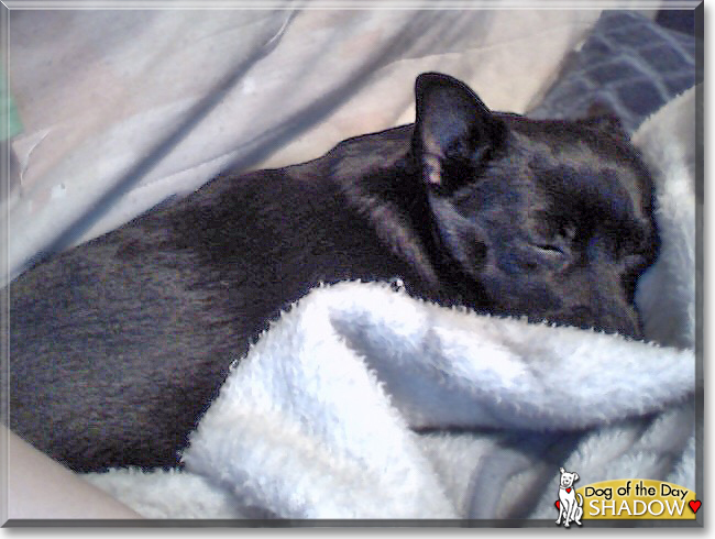 Shadow the Schipperke, Chihuahua mix, the Dog of the Day