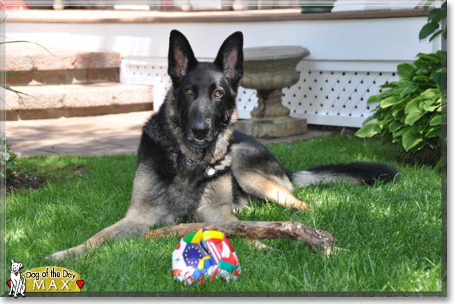 Max the German Shepherd Dog, the Dog of the Day
