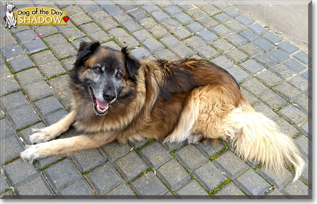 Shadow the German Shepherd, Border Collie mix, the Dog of the Day