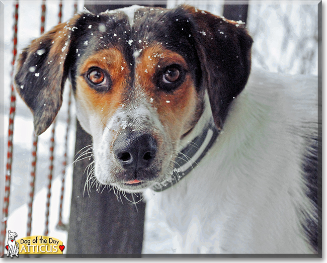 Atticus the Treeing Walker Coonhound, the Dog of the Day