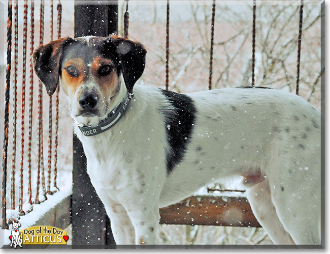 Atticus the Treeing Walker Coonhound, the Dog of the Day