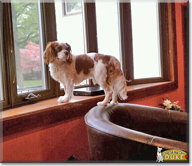 Duke the Cavalier King Charles Spaniel, the Dog of the Day
