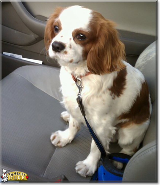 Duke the Cavalier King Charles Spaniel, the Dog of the Day