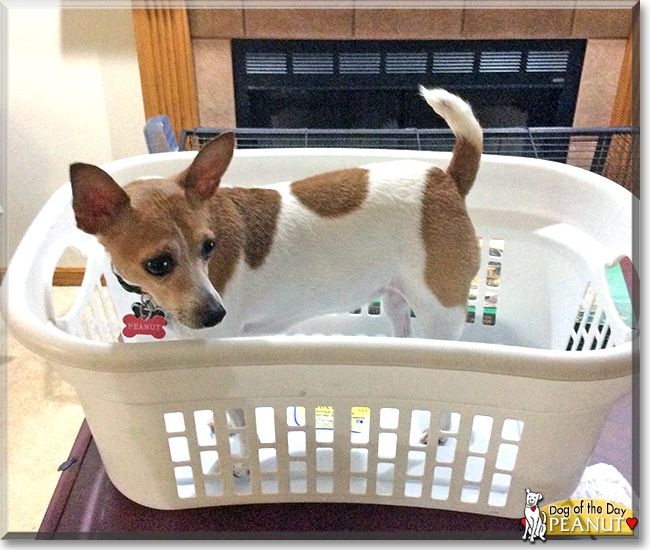 Peanut the Toy Fox Terrier, the Dog of the Day