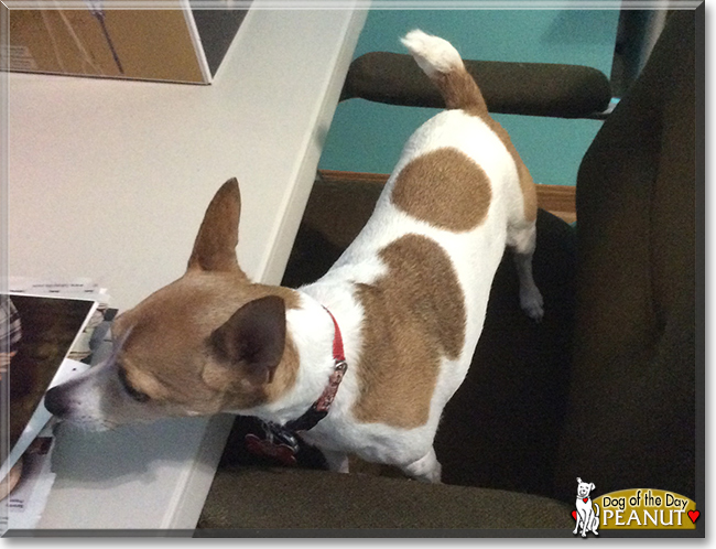 Peanut the Toy Fox Terrier, the Dog of the Day