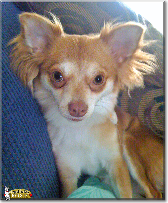 Roxie the Long-Haired Chihuahua, the Dog of the Day
