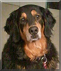 Sassy the Bernese Mountain Dog, Golden Retriever mix