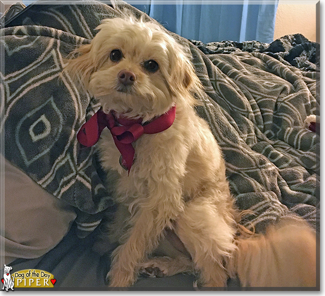 Piper the Terrier, Maltese mix, the Dog of the Day