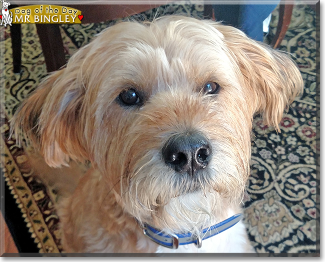Mr. Bingley the Wheaten Terrier mix, the Dog of the Day